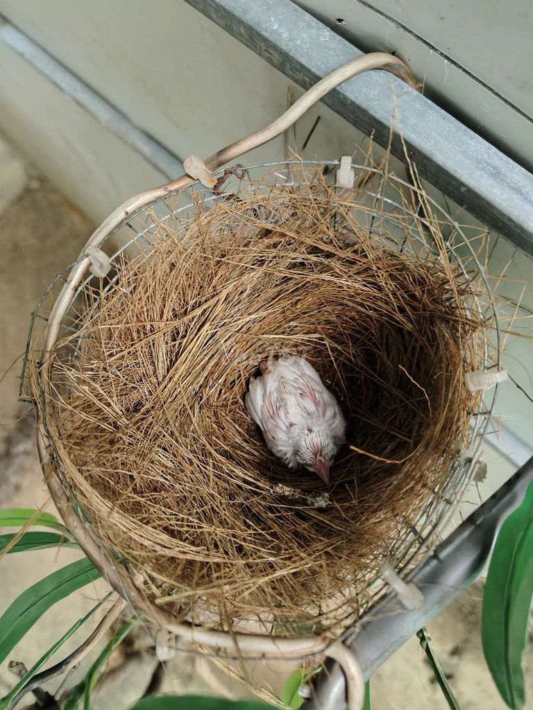 Chim cảnh non Trắng. Mua bán Chim tại Thành phố Huế Thừa Thiên Huế được đăng bởi Huy Nguyễn hình 1