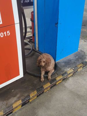 Chó Poodle trưởng thành