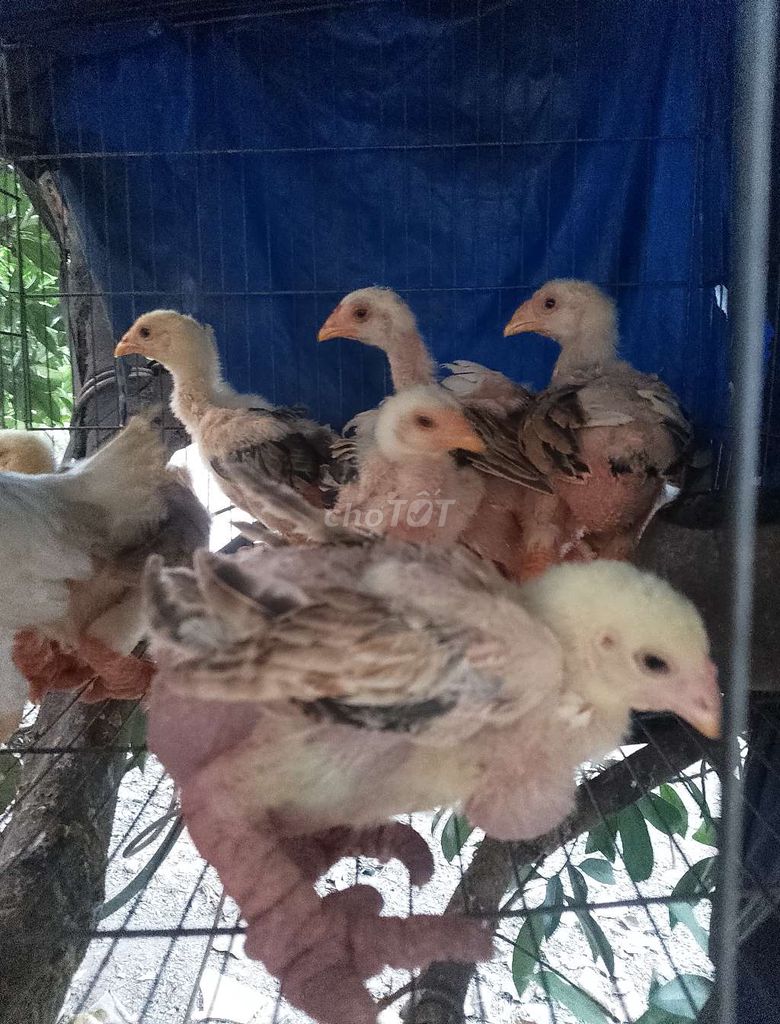 Gà Đông Tảo nhiều màu. Mua bán Gà tại Thành phố Thủ Đức Tp Hồ Chí Minh được đăng bởi Thành tin hình 1