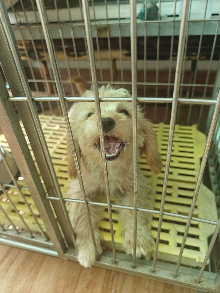 Poodle size nhỏ giá hạt rẻ. Mua bán Chó tại Quận 12 Tp Hồ Chí Minh được đăng bởi Nguyễn Anh Duẩn hình 3