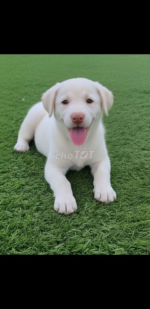 Chó Labrador 2 tháng. Mua bán Chó tại Quận 12 Tp Hồ Chí Minh được đăng bởi Thi Thi hình 1