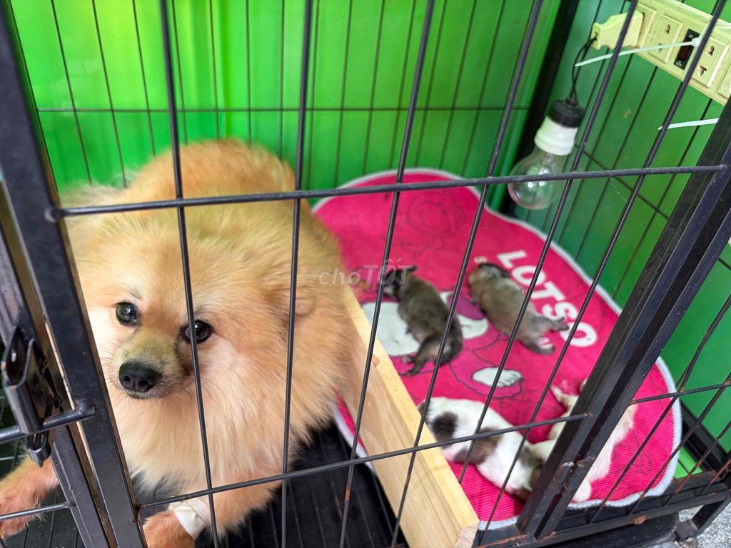 Chó Phốc Sóc cái mẹ và cún con. Mua bán Chó tại Huyện Đức Hòa Long An được đăng bởi Nam trần hình 1