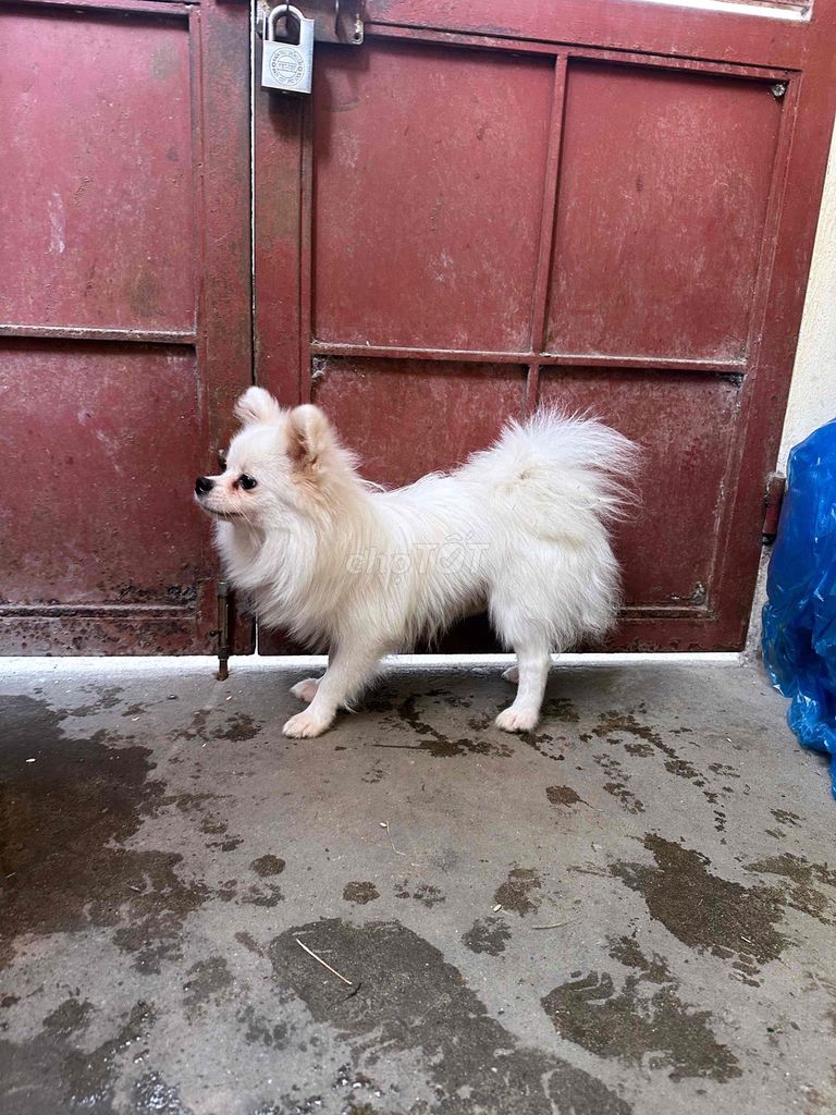 Chó Fox Sóc lai nhật. Mua bán Chó tại Huyện Thanh Trì Hà Nội được đăng bởi Ngọc anh hình 1