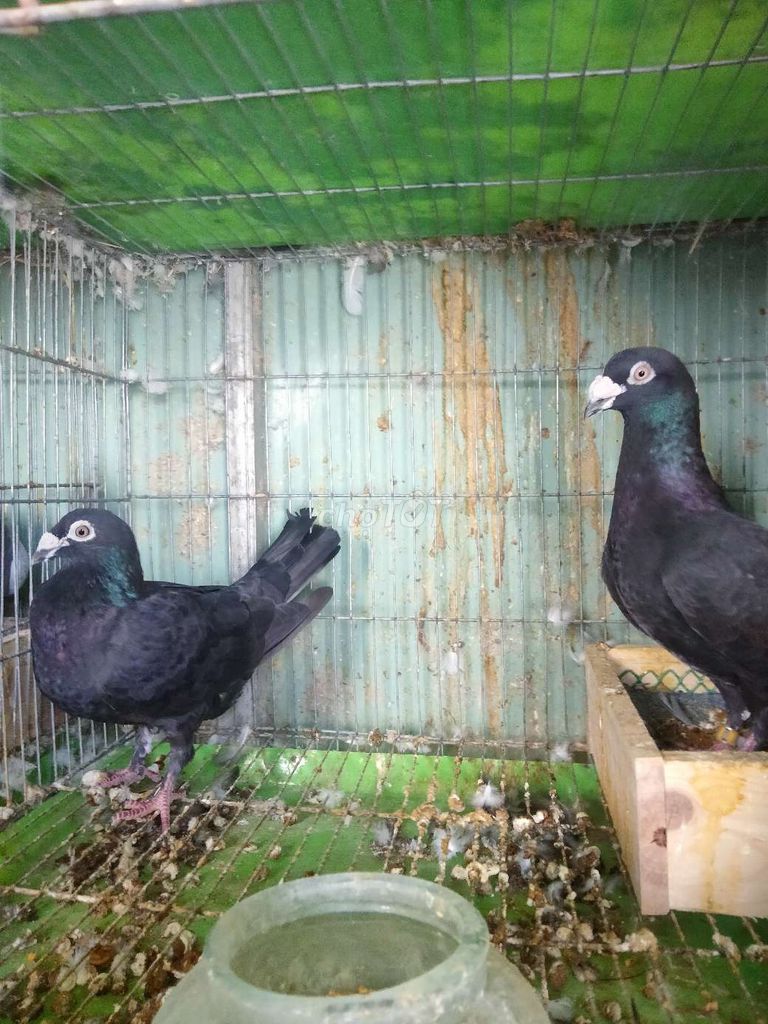Bồ câu Thái đua Đen/Xám. Mua bán Chim tại Quận Gò Vấp Tp Hồ Chí Minh được đăng bởi Phan Thọ hình 1