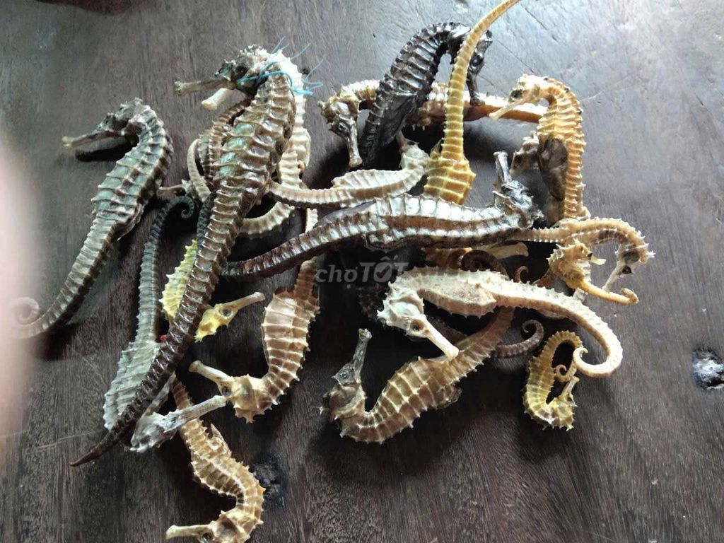 khô khô. Mua bán Thú cưng khác tại Thị xã Bến Cát Bình Dương được đăng bởi lê trương hậu hình 1