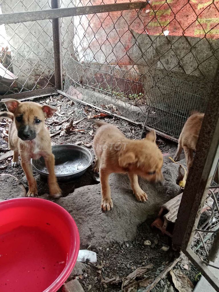 Chó ta con Nâu vàng đã tiêm. Mua bán Chó tại Thành phố Thủ Dầu Một Bình Dương được đăng bởi Hữu hình 1