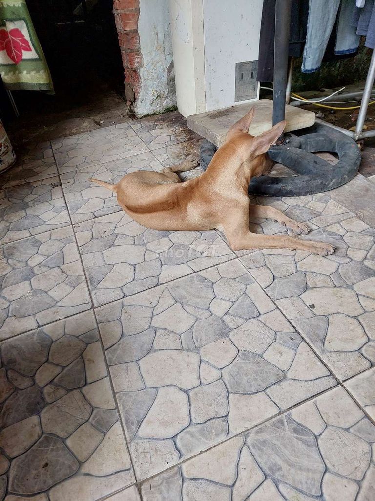 Chó phú quốc lưỡi đen đực  vàng vện 15kg