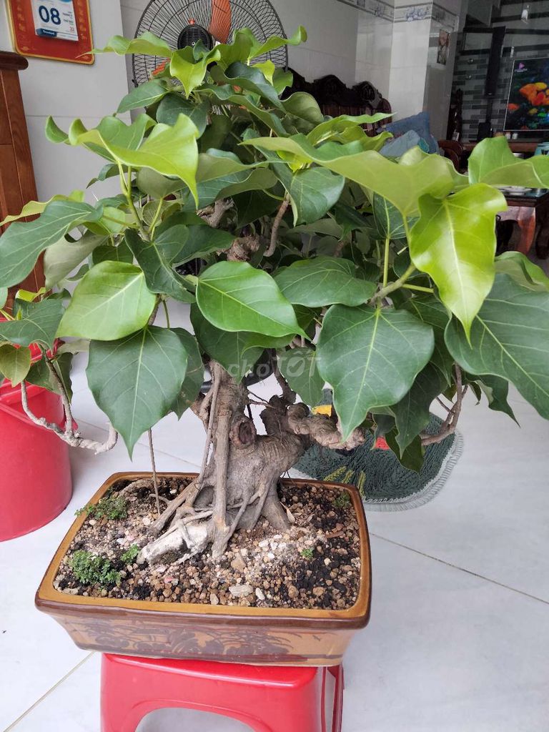 Cây cảnh Bồ đề Bonsai Xanh lá. Mua bán Cây cảnh, đồ trang trí tại Quận 12 Tp Hồ Chí Minh được đăng bởi Quốc bình hình 1