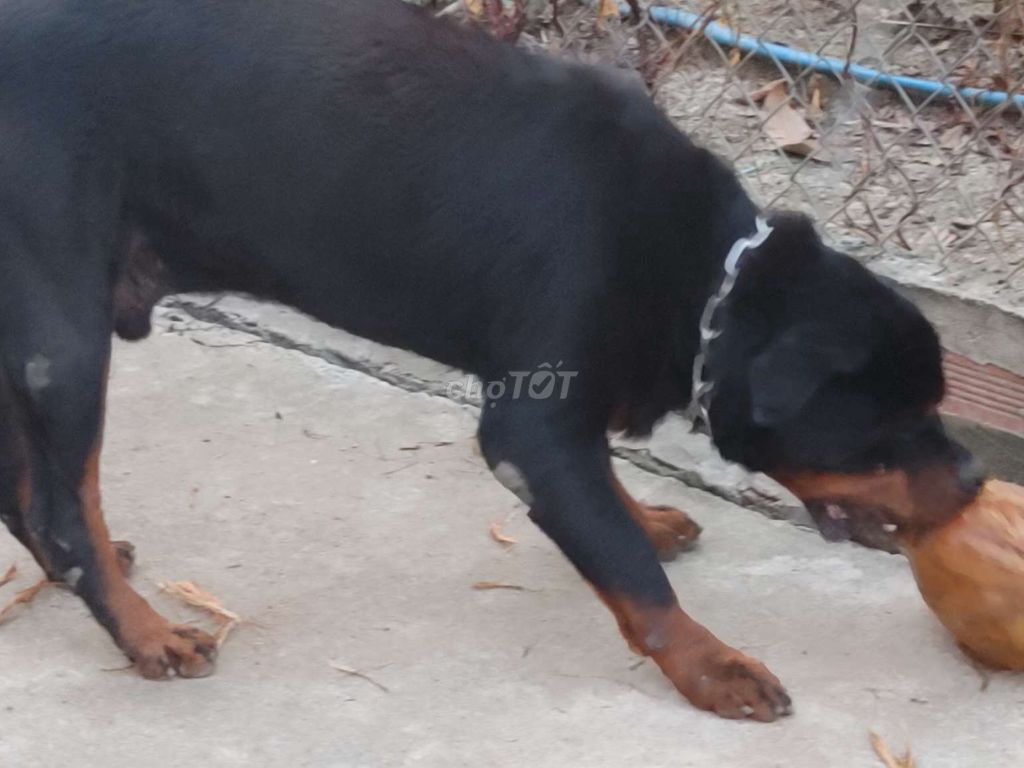 Chó Rottweiler đực trưởng thành. Mua bán Chó tại Thành phố Biên Hòa Đồng Nai được đăng bởi Nhân Rottweiler  hình 3