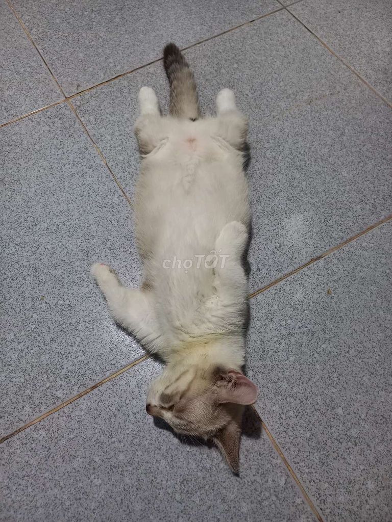 Mèo con Trắng Nâu. Mua bán Mèo tại Huyện Hóc Môn Tp Hồ Chí Minh được đăng bởi tin thanh hình 1