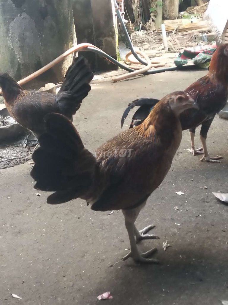 Gà Mỹ mái Bình Thuận màu Nâu. Mua bán Gà tại Huyện Củ Chi Tp Hồ Chí Minh được đăng bởi Thiên Đường Tình  Yêu hình 1