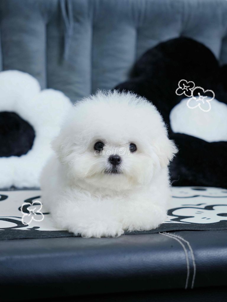 BICHON NHẬP + 4 tháng chủi. Mua bán Chó tại Quận 1 Tp Hồ Chí Minh được đăng bởi Ái Vy  hình 3