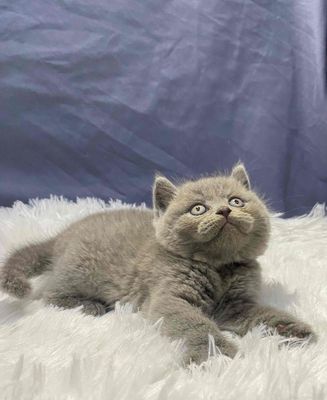 Mèo Aln Xám Xanh Form To