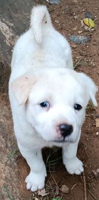 Chó ta xịn. Mua bán Chó tại Thành phố Vũng Tàu Bà Rịa - Vũng Tàu được đăng bởi vinh chu