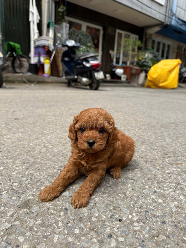 Cam kết Poodle nhà đẻ đc 5 con Thuần Chủng đã tiêm. Mua bán Chó tại Quận Ba Đình Hà Nội được đăng bởi Cây Cảnh Hà Nội hình 3