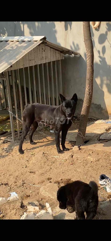 🦋thép cộc tịt full pk đang 🩸lứa 2. Mua bán Chó tại Huyện Đông Anh Hà Nội được đăng bởi Domilo Cris hình 1