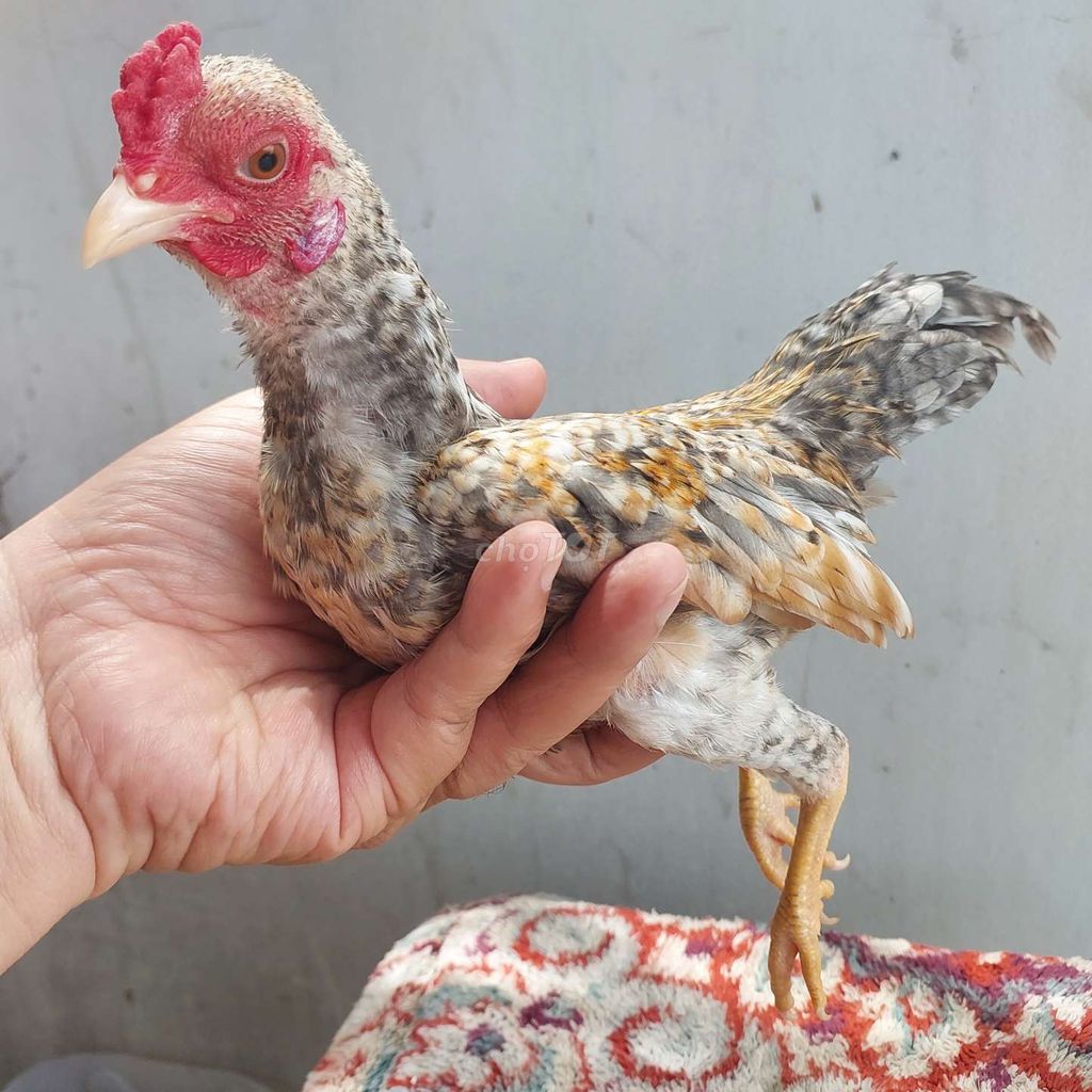 Gà tre Bắc Cộc trống xám cú 5 tháng. Mua bán Gà tại Quận 11 Tp Hồ Chí Minh được đăng bởi thiên  hình 1