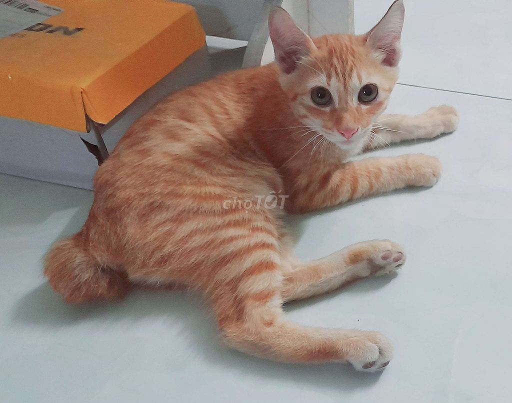 Tìm chủ cho mèo con