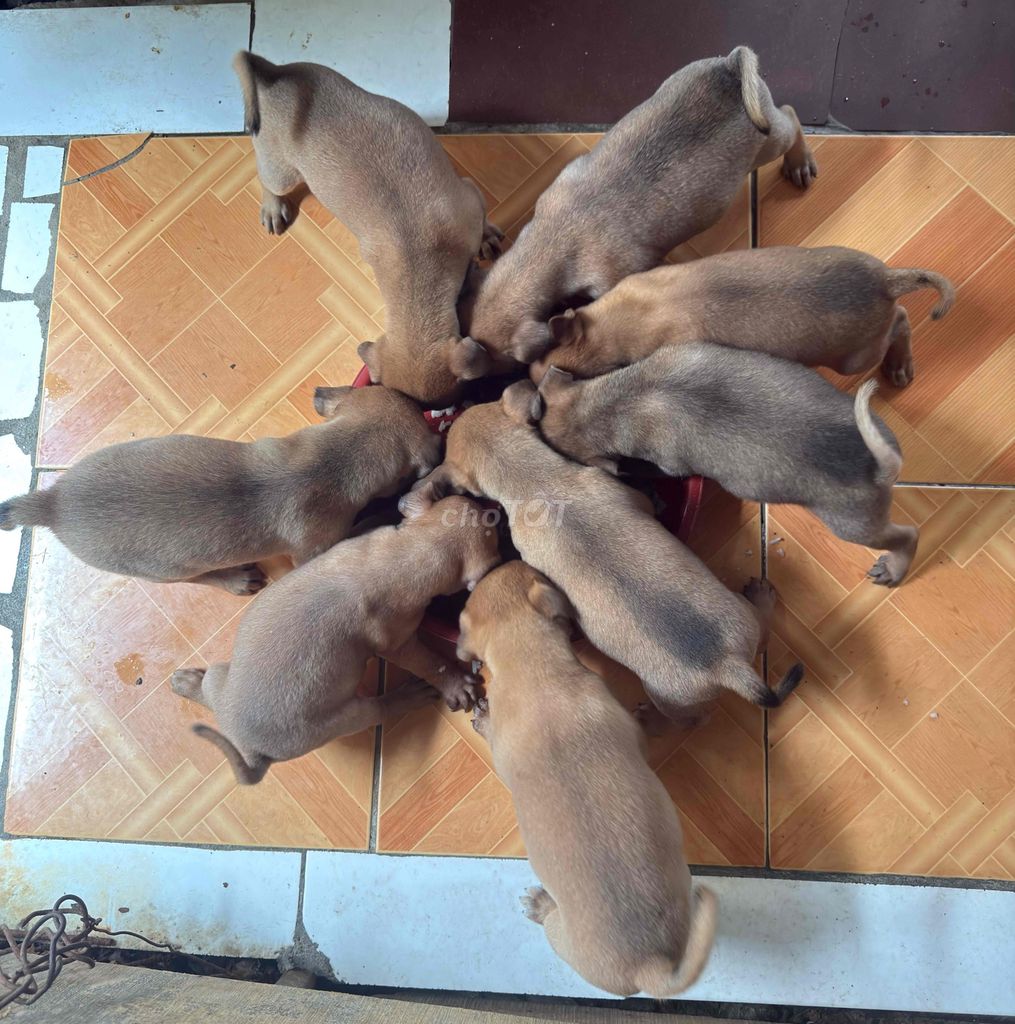 Chó cỏ nâu đã biết ăn. Mua bán Chó tại Thành phố Cao Lãnh Đồng Tháp được đăng bởi Phương  hình 1