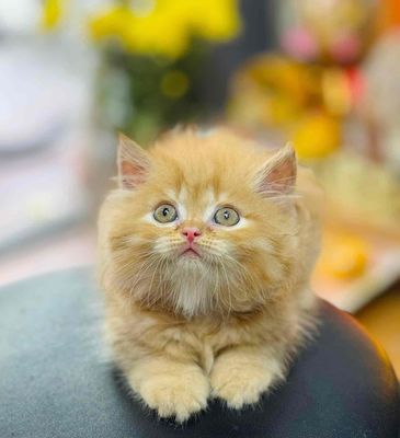 mèo ald siêu xinh