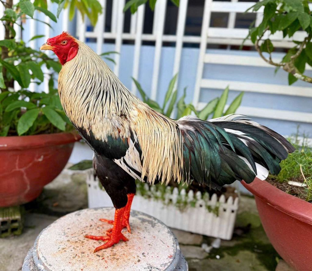 Gà chọi Đa sắc 2.7kg. Mua bán Gà tại Thành phố Ngã Bảy Hậu Giang được đăng bởi thuận mua vừa bán hình 1