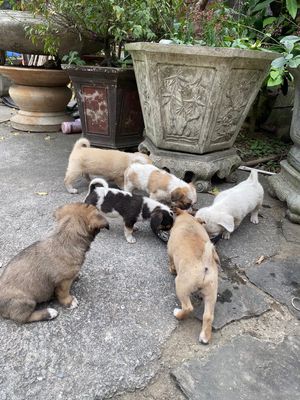 Chó Nhật lai cỏ nhiều màu con