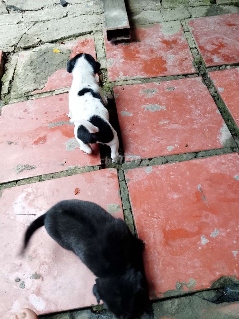 Chó Phú Quốc Cái Có xoáy. Mua bán Chó tại Quận Ninh Kiều Cần Thơ được đăng bởi út  hình 1