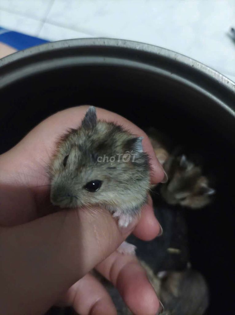 Hamster Vàng 3 bé. Mua bán Thú cưng khác tại Thành phố Dĩ An Bình Dương được đăng bởi Trương Hồng Ngọc hình 1