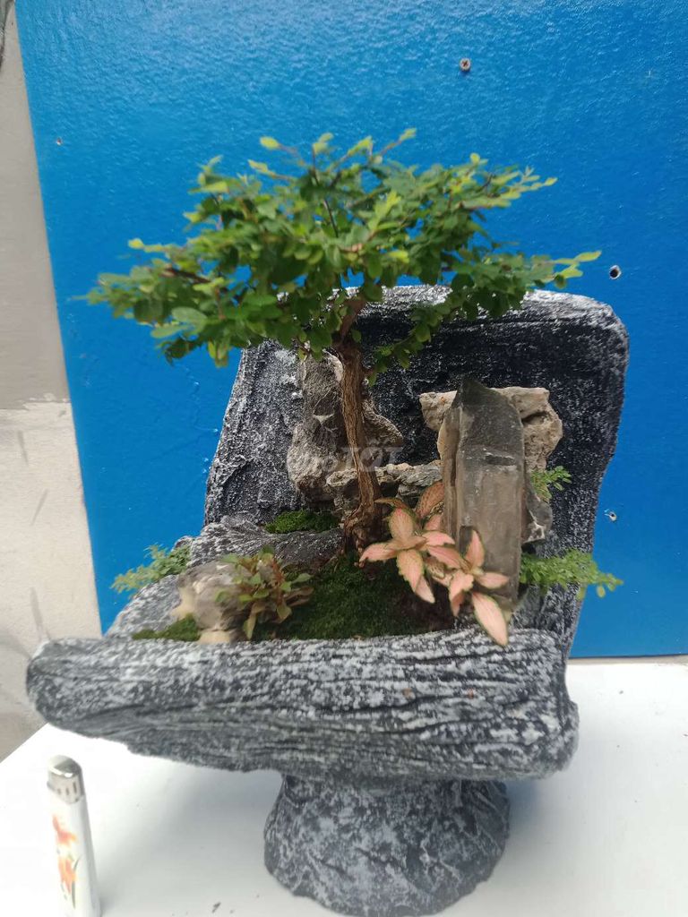 Tiểu cảnh bonsai Sơn liễu đá xám. Mua bán Cây cảnh, đồ trang trí tại Huyện Hóc Môn Tp Hồ Chí Minh được đăng bởi Pham Long hình 1