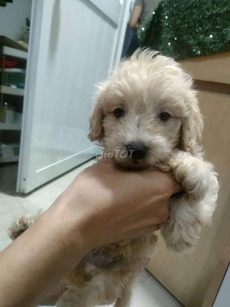 Chó Poodle Vàng kem Nâu Dưới 3 tháng. Mua bán Chó tại Thành phố Thủ Đức Tp Hồ Chí Minh được đăng bởi cuong hình 1
