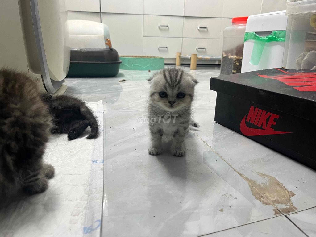 Mèo Anh lông ngắn 2 tháng tuổi. Mua bán Mèo tại Quận Ba Đình Hà Nội được đăng bởi Nguyen Thu Nga hình 1