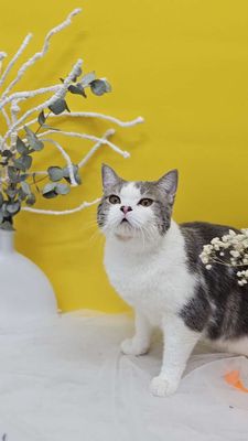 TRIỆT SẢN MÈO MIỄN PHÍ