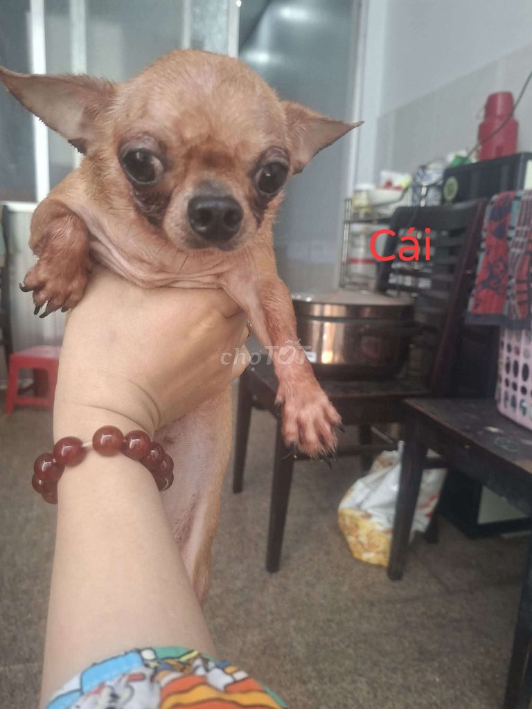 Chó Chihuahua nâu dễ nuôi giữ nhà. Mua bán Chó tại Quận Gò Vấp Tp Hồ Chí Minh được đăng bởi Phúc hình 1