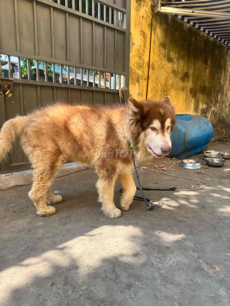Alaska Thuần chủng ở Đức, ngoan, hiền, ăn rất khoe. Mua bán Chó tại Quận Gò Vấp Tp Hồ Chí Minh được đăng bởi Lam hình 1