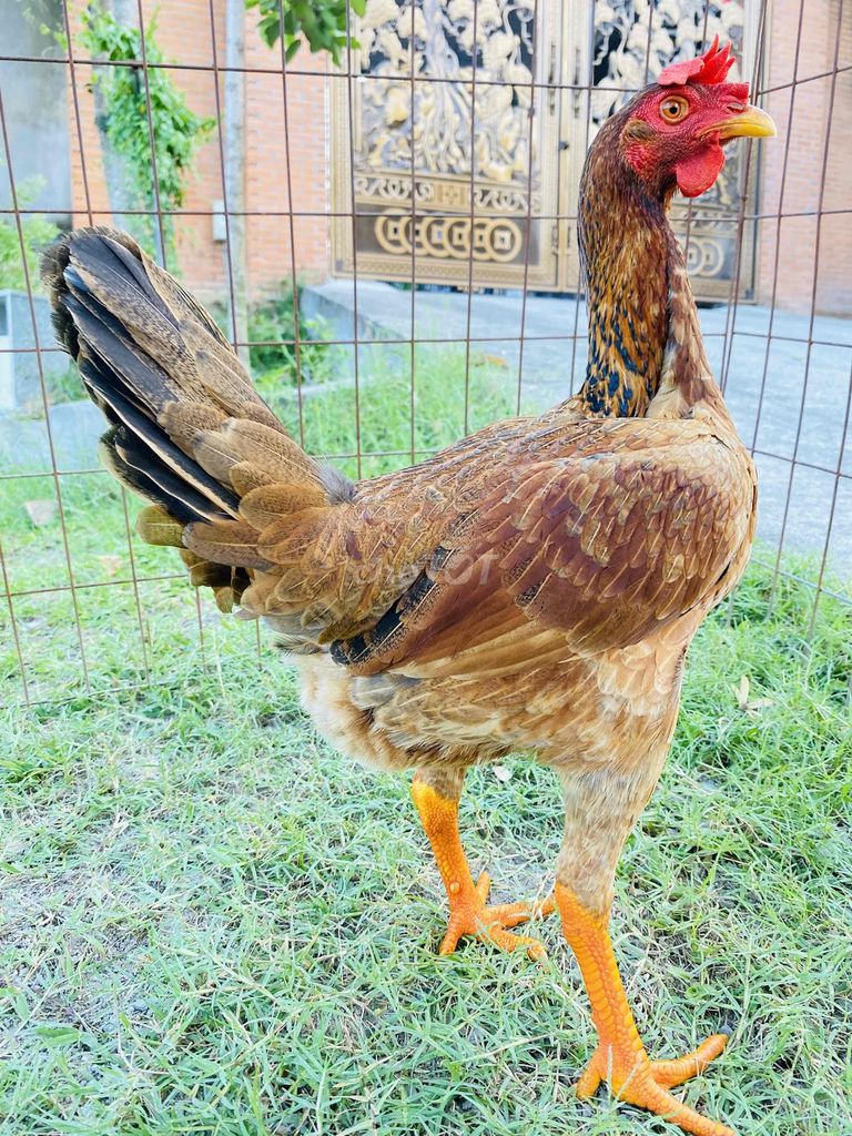 Vàng Lá Pakistan mỹ 2.2kg tơ trạng 2,3kg. Mua bán Gà tại Thành phố Biên Hòa Đồng Nai được đăng bởi Đinh Hoàng Nam hình 1