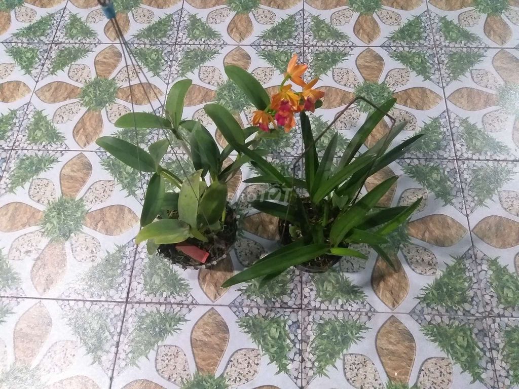 Combo Cattleya - Cattleya Lai Brassavola