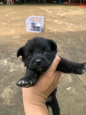 Poodle lai nhật. Mua bán Chó tại Thành phố Buôn Ma Thuột Đắk Lắk được đăng bởi tú