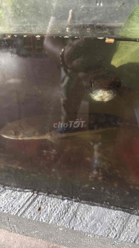 5 con cá lóc bông ( thái ) 25cm ( cá lớn ). Mua bán Thú cưng khác tại Quận Sơn Trà Đà Nẵng được đăng bởi Toàn hình 1