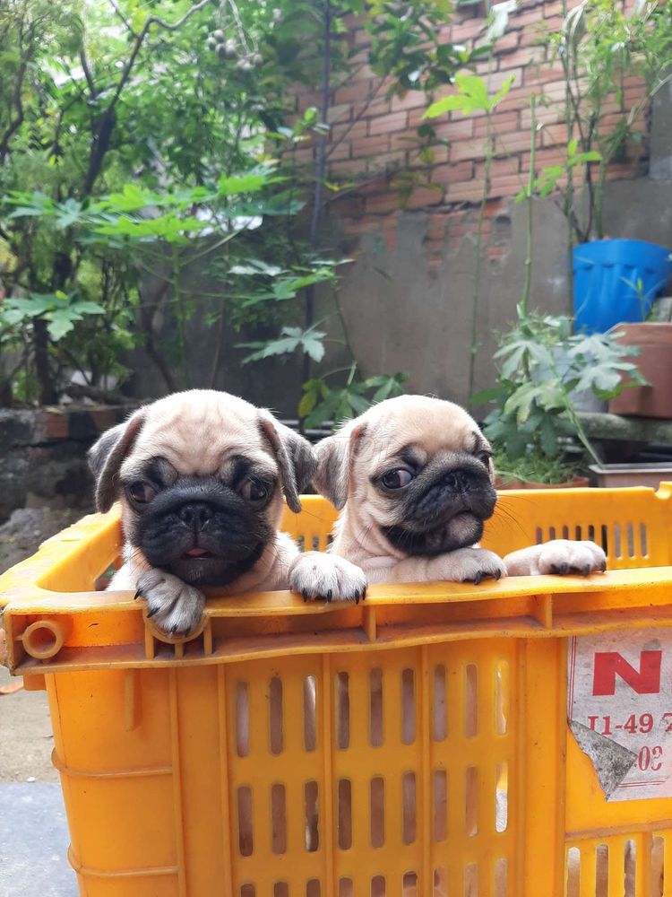 0903739992 - CHÓ PUG ĐỰC NHÀ ĐẺ