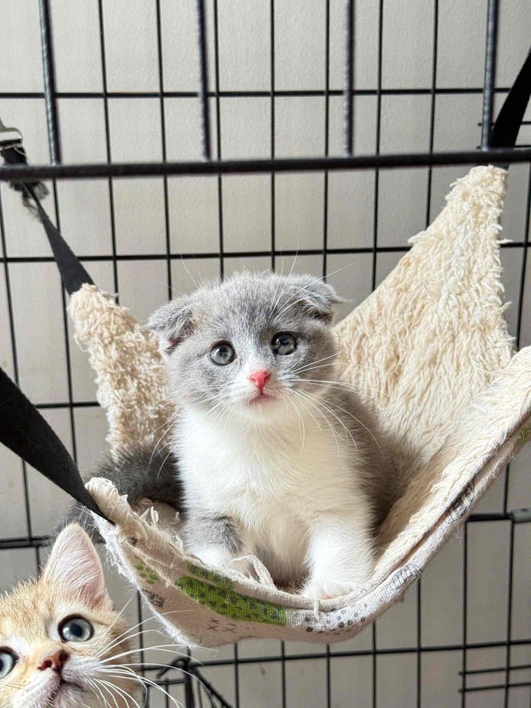 Mèo Lông ngắn Cái 5 tháng Trắng xám. Mua bán Mèo tại Quận Long Biên Hà Nội được đăng bởi ViVi An hình 1