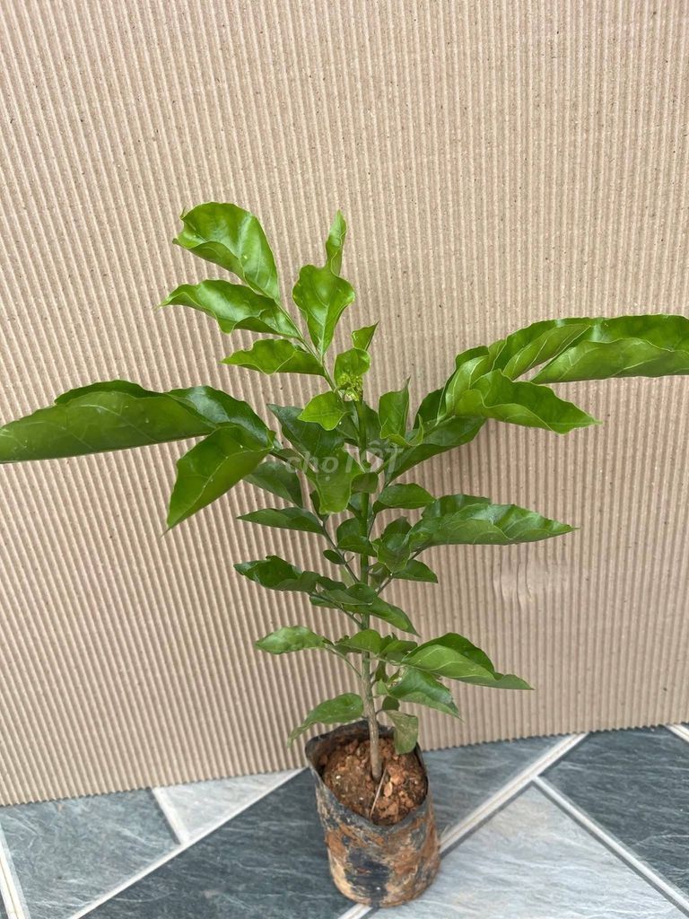 Cây giống Quất hồng bì. Mua bán Đồ chuyên dụng, Giống nuôi trồng tại Huyện Gia Lâm Hà Nội được đăng bởi Cây Giống Kinh Tế hình 1