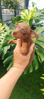 Bé chó  phốc hươu cái gần 2 tháng tuổi