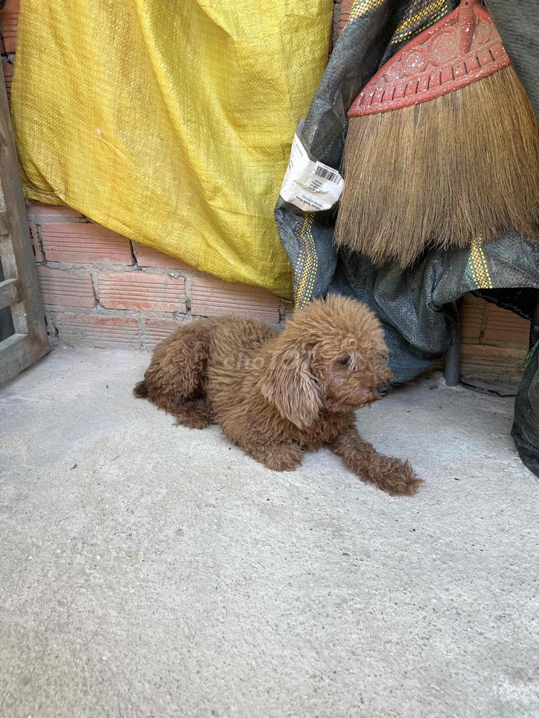 Chó Poodle cái 2 tuổi màu Nâu. Mua bán Chó tại Thị xã Bến Cát Bình Dương được đăng bởi Linh Tổng hình 1