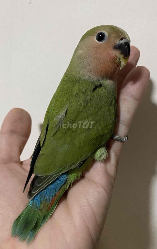Bé vẹt lovebird xanh lá mặt đỏ baby đút bột cute. Mua bán Chim tại Quận Phú Nhuận Tp Hồ Chí Minh được đăng bởi Thuý An hình 1