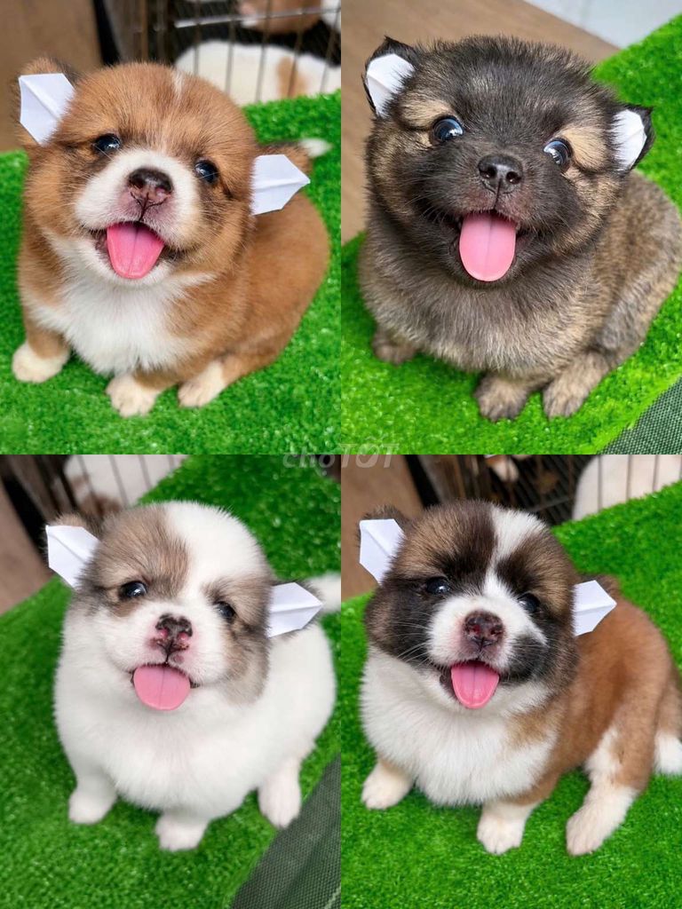 Chó corgi lai fox nhật 2 tháng tuổi. Mua bán Chó tại Quận Tân Phú Tp Hồ Chí Minh được đăng bởi Minh nguyễn  hình 1
