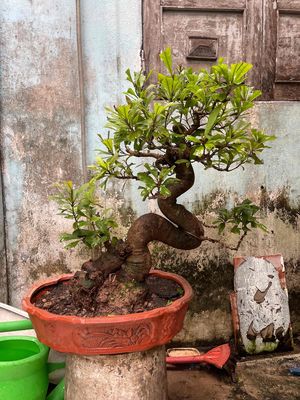 lộc vừng bonsai hoành bệ tán lá bệ loắc mịn