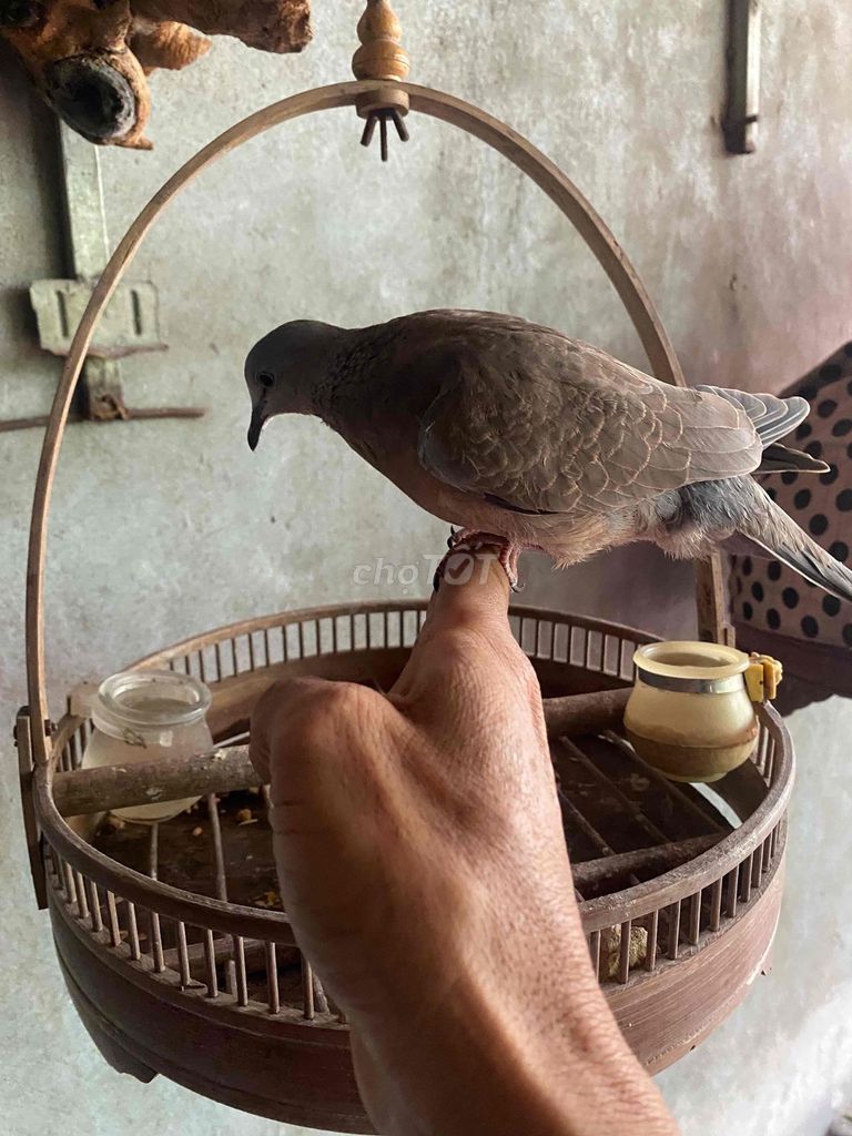 cu gáy giọng thổ. Mua bán Chim tại Huyện Tiên Du Bắc Ninh được đăng bởi North A Tran hình 4