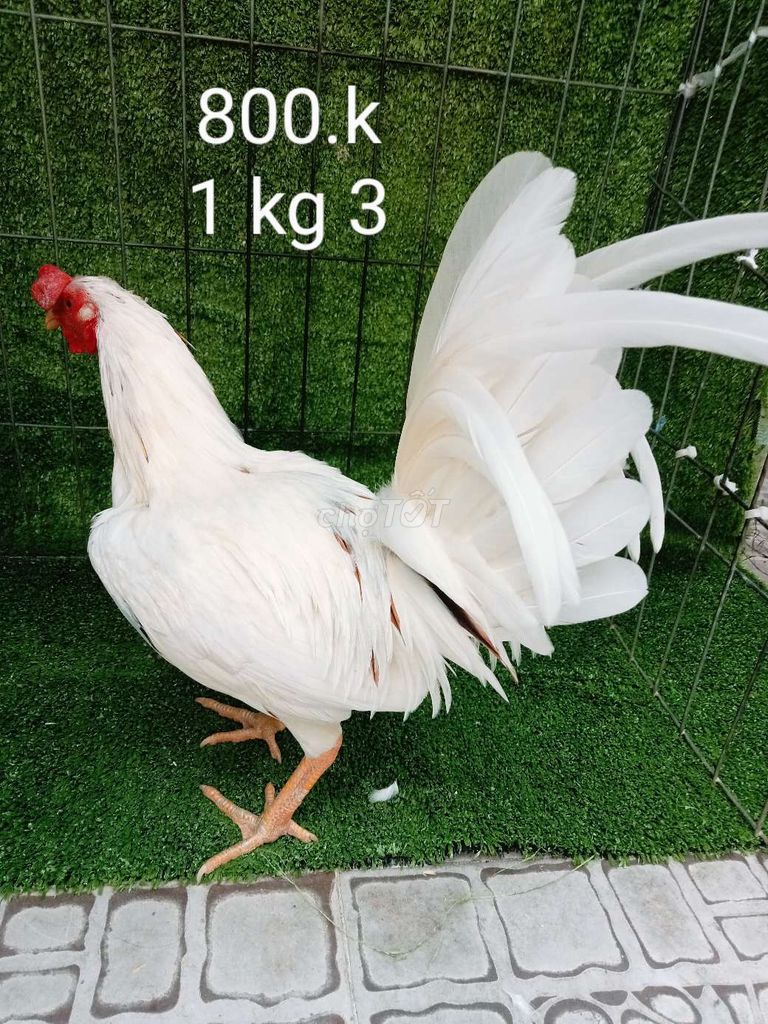 Bướn tơ zin 1 kg 3