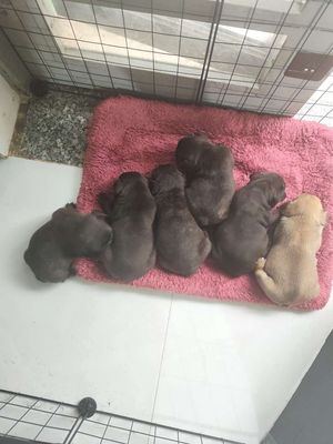 Chó Bull Pháp cái 50 ngày đã tiêm