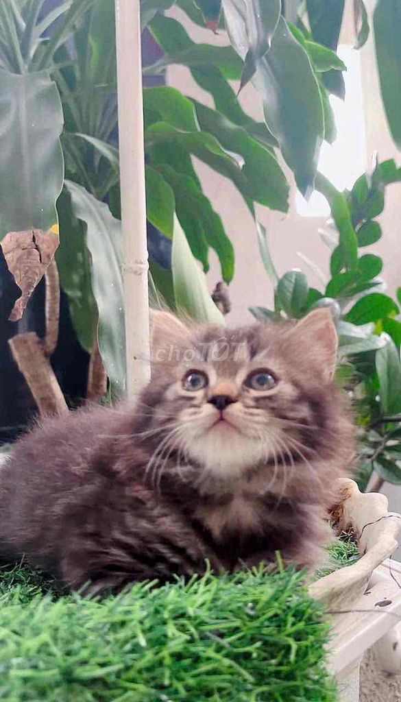 Mèo Ald xám vằn 2 tháng rưỡi. Mua bán Mèo tại Huyện Hóc Môn Tp Hồ Chí Minh được đăng bởi KC hình 1